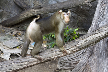 A monkey