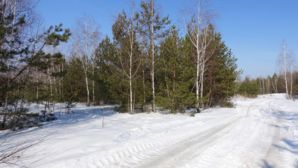 A group of pines and birches against the blue sky and a snowy road. Landscape illuminated by the sun. February March. The beginning of spring