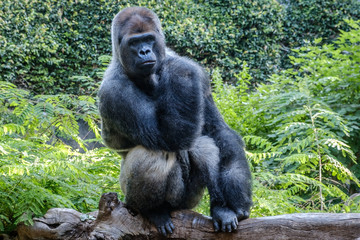Fototapeta premium gorilla monkey silverback gorilla in nature - gorilla portrait