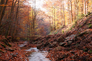 Bridge through the creek in the autumn forest.