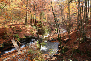 Fototapeta na wymiar Bridge through the creek in the autumn forest.