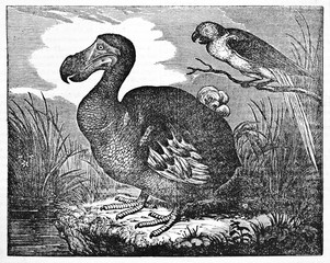 Dodo (Raphus cucullatus), extinct flightless bird, in a swamp, his natural environment. Old Illustration by unidentified author published on Magasin Pittoresque Paris 1834 © Mannaggia