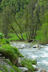 Mountain river in the forests of Abkhazia