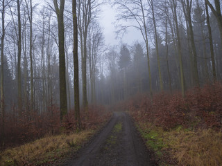 Fototapeta na wymiar road in misty autumn forest bare tree and orange leaves moody landscape