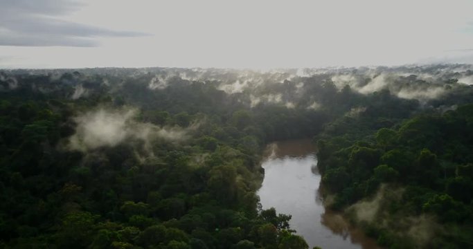 Surinam Amazon