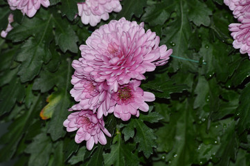 Purple flowers in the garden