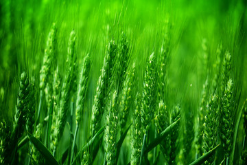 green wheat field