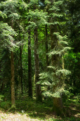 Fototapeta premium old trees in the forests of Abkhazia. June 2016