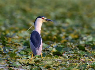Rear view close up photo of an adult night heron stands on the water plants. Detailed photo with a blurred background