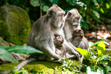 Naklejka na ściany i meble mother monkey breastfeeding her child
