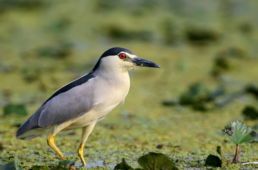 Close up photo of an adult night heron stand on the water plants. Unusual red eye looks at the camera