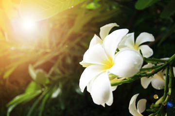 Fototapeta na wymiar frangipani flower or Leelawadee flower