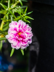Portulaca flowers