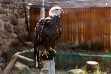 Portrait of a strong bald eagle in captivity at veterinary rescue center