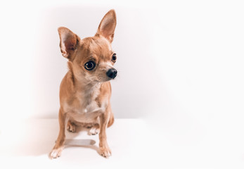 Obraz premium Smooth-haired Chihuahua dog. Chihuahua Girl looks nice on a white background. New year concept.