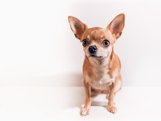 Smooth-haired Chihuahua dog. Chihuahua Girl looks nice on a white background. New year concept.