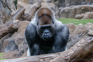 gorilla portrait , silverback gorilla outdoor