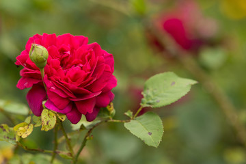 Flower is a red rose in the garden