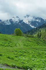 Naklejka premium mountains and forests of Abkhazia