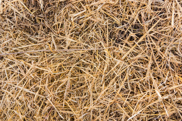 Texture of dry straw on farmland as a background