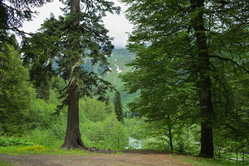 Fototapeta premium Forests in the mountains of Abkhazia