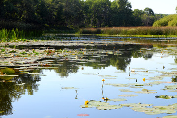 Silent forest lake with water lilies.