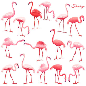 Pink flamingo set. Exotic birds in different poses, decorative elements collection. Isolated vector illustration on white background.