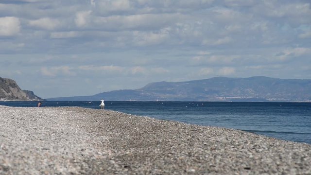 gabbiani sulla spiaggia con bagnanti