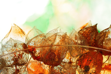 Herbstdekoration mit verwitterten Physalis-Kelchblättern im Gegenlicht