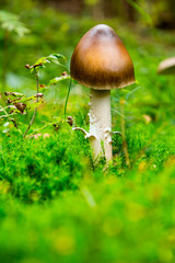 Fototapeta premium Mushroom brown cap in the woods, on a background of green grass, autumn