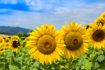 Wonderfull view of yellow sunflowers field, summer nature landscape