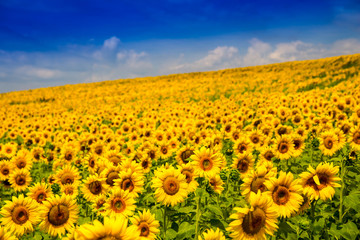 Yellow bright sunflower against the cloud sky. Summer landscape