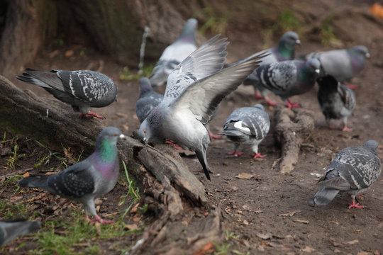 landing pigeon with many common pigeons near a tree