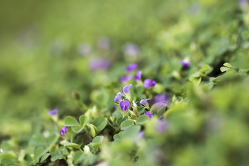 Purple grass flower in grass field