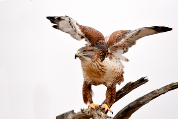 Hawk, coming in for a landing