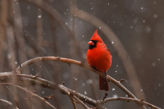 Cardinal in the Snow