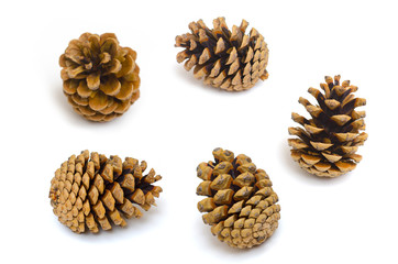 Pine cones set isolated on white
