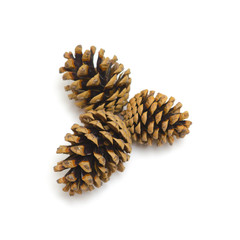 Pine cones isolated on white