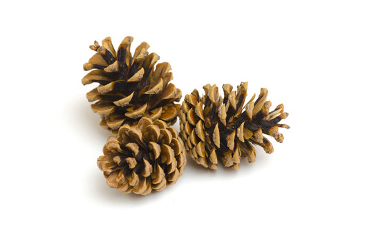 Pine cones isolated on white