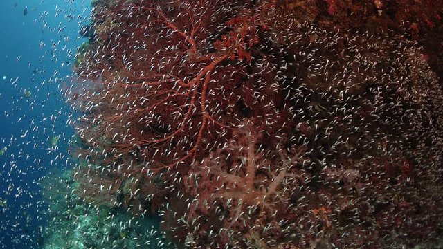 Colorful coral reef with gorgonians and millions of fish (School of convict blennies, Pholidichthys leucotaenia), slow motion, Wakatobi, Indonesia, Nov 2107