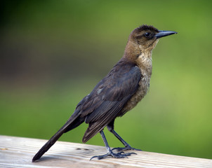 Female Boat-Tailed Grackle