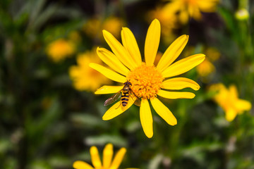 avispa en la margarita