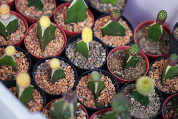 Small cactus in a plastic pot and plastic basket.