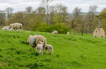 Fototapeta premium Spring lambs running in a field