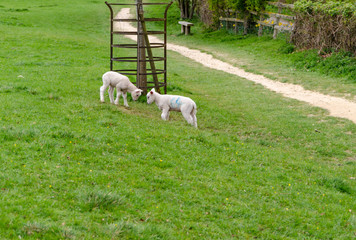 Obraz na płótnie Canvas Spring lambs running in a field