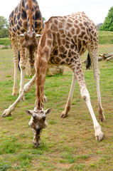 Naklejka na ściany i meble Giraffe in a zoo