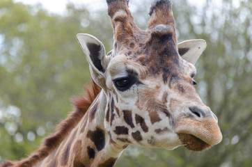 Giraffe in a zoo