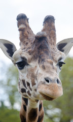 Naklejka premium Giraffe in a zoo