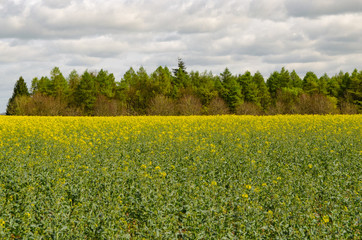 Field of rapeseed with trees in the background