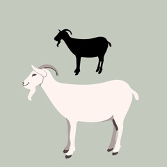 goat vector illustration flat style silhouette set black